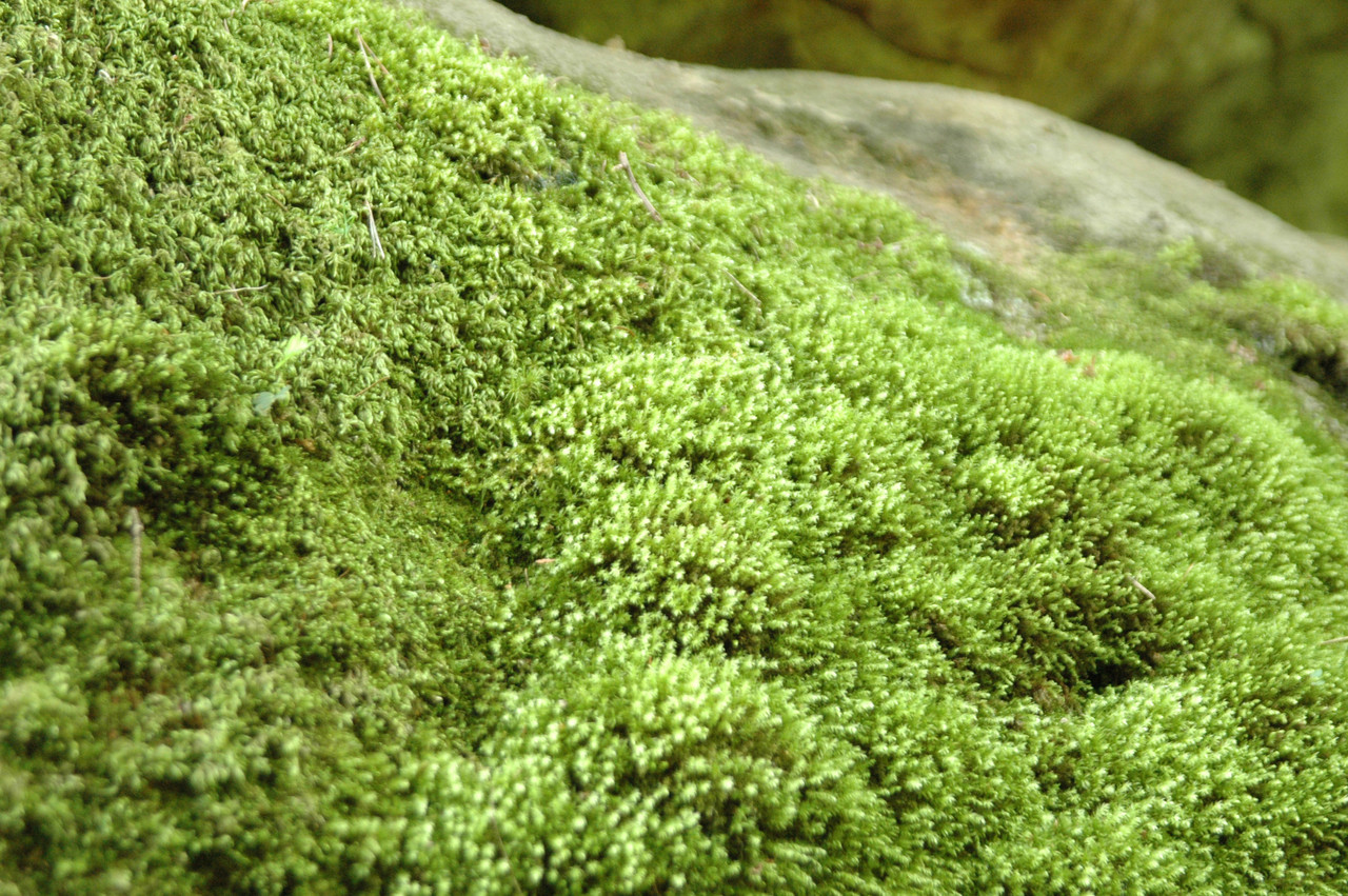 moss rugs