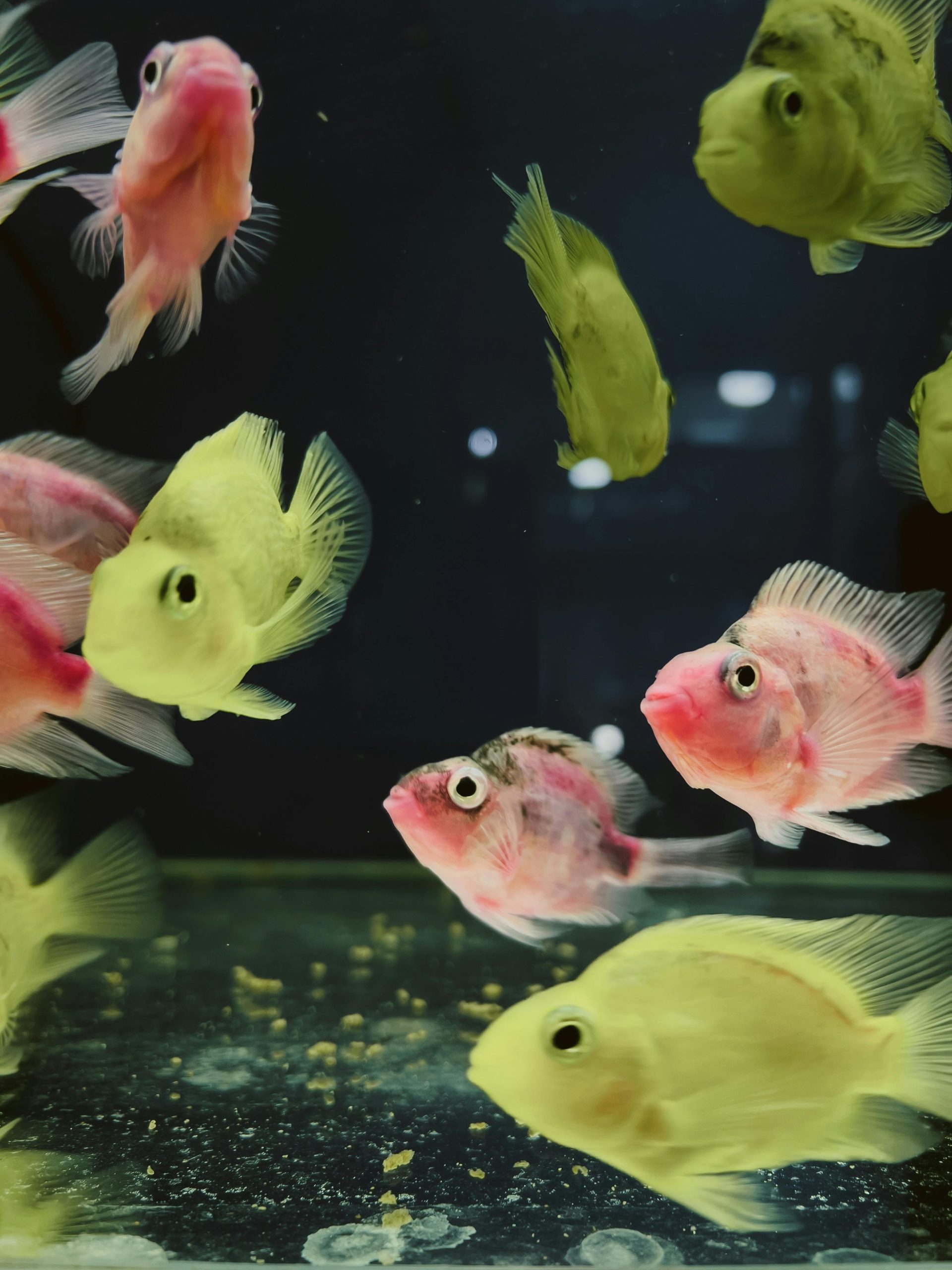 freshwater fish