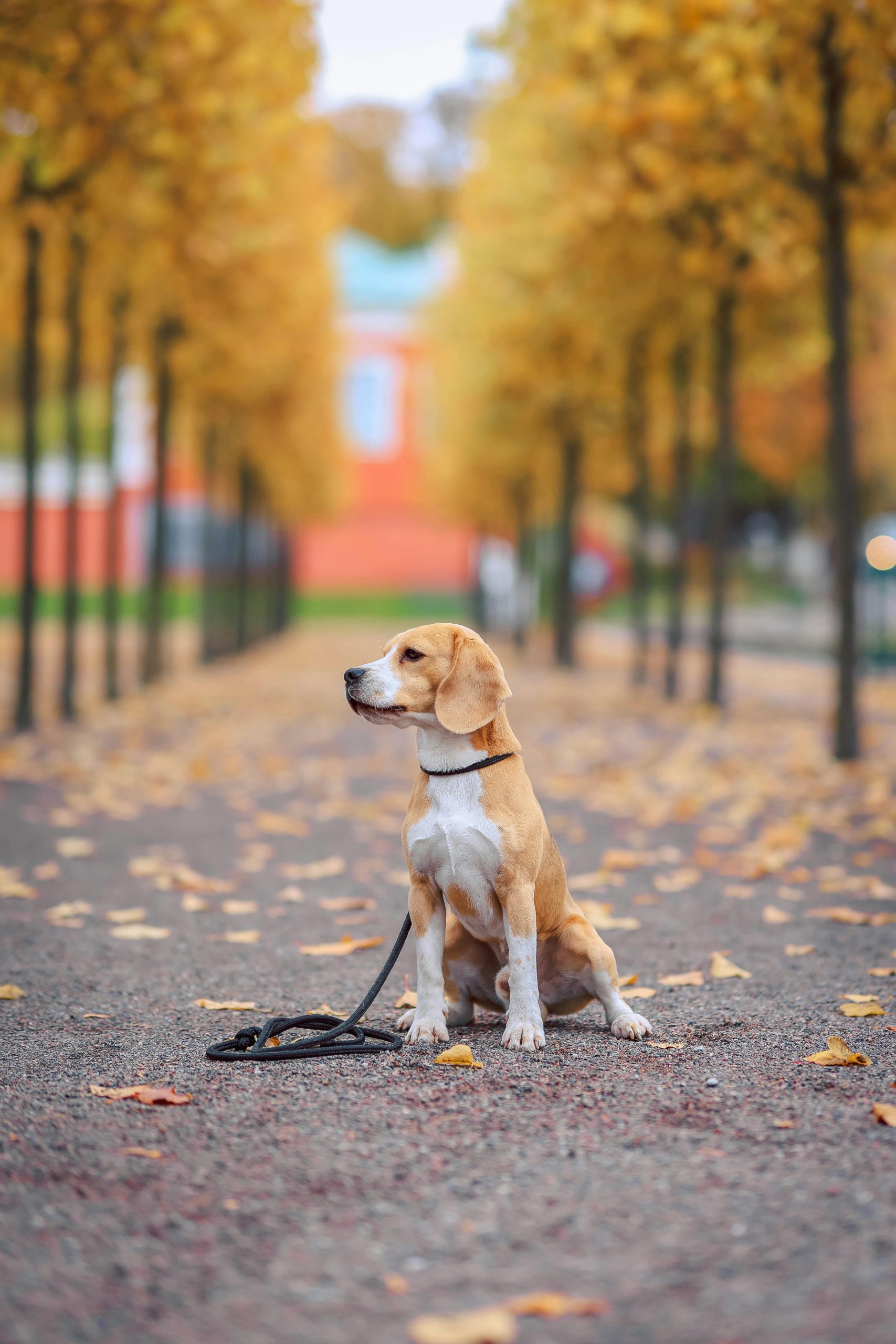 pet portraits