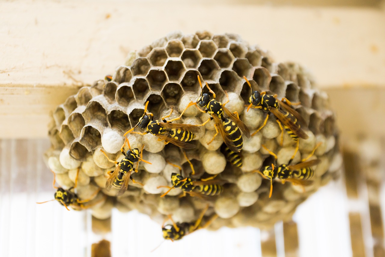 Wasp Nest Removal St Albans