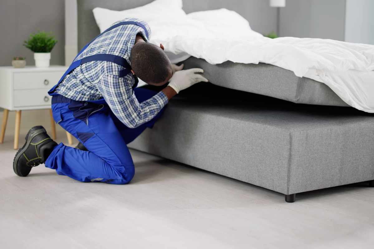 bed bug exterminator