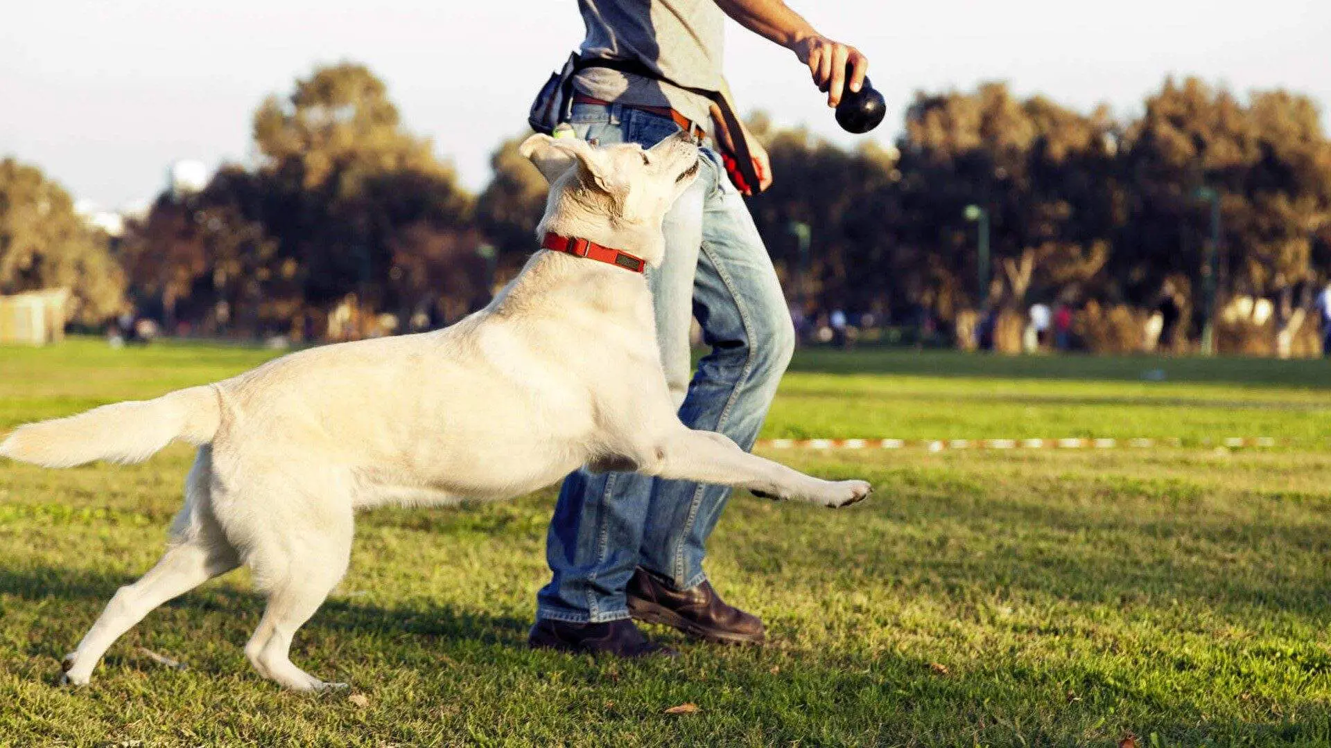 dog trainer