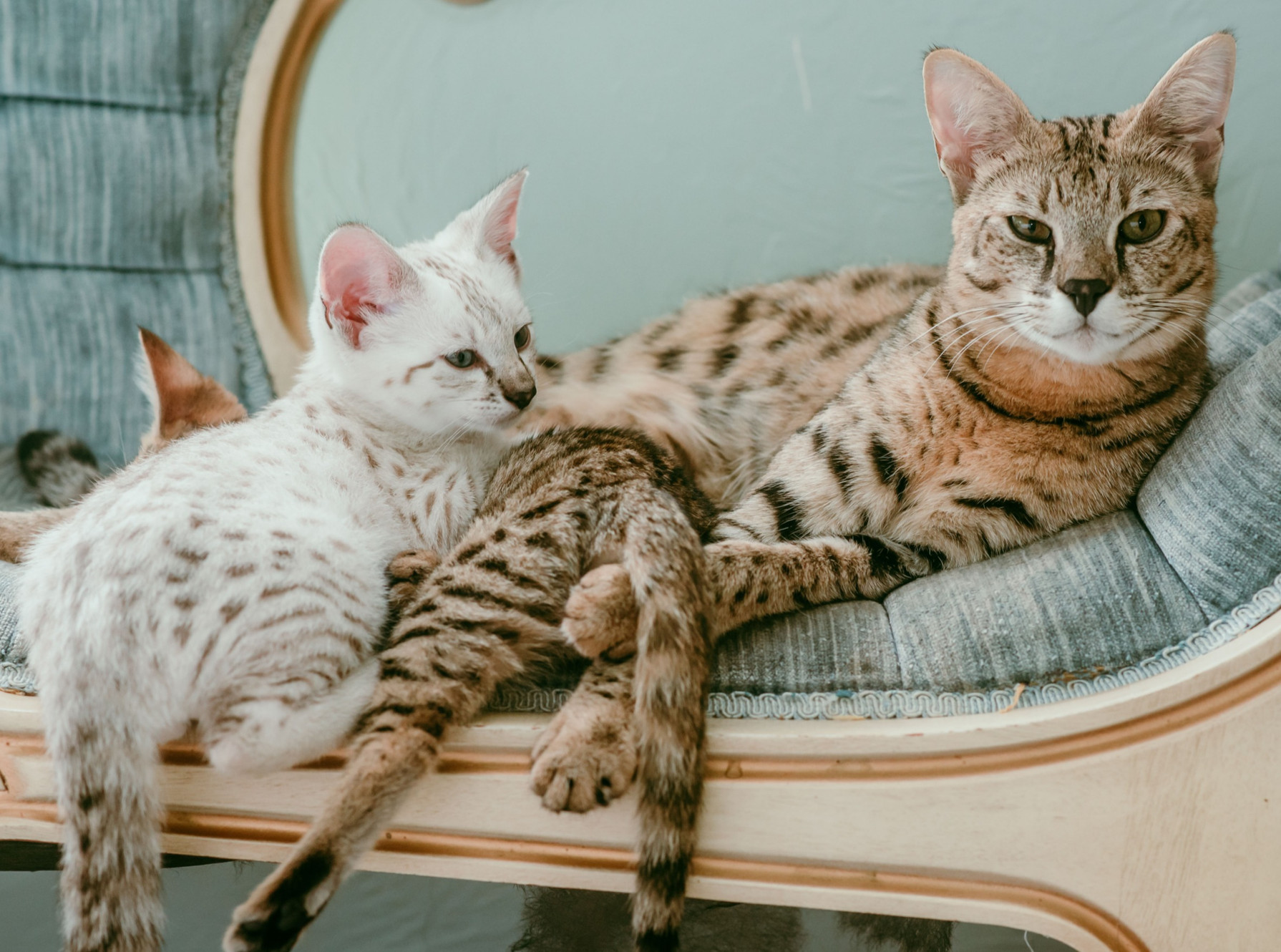 Savannah cats for sale near me