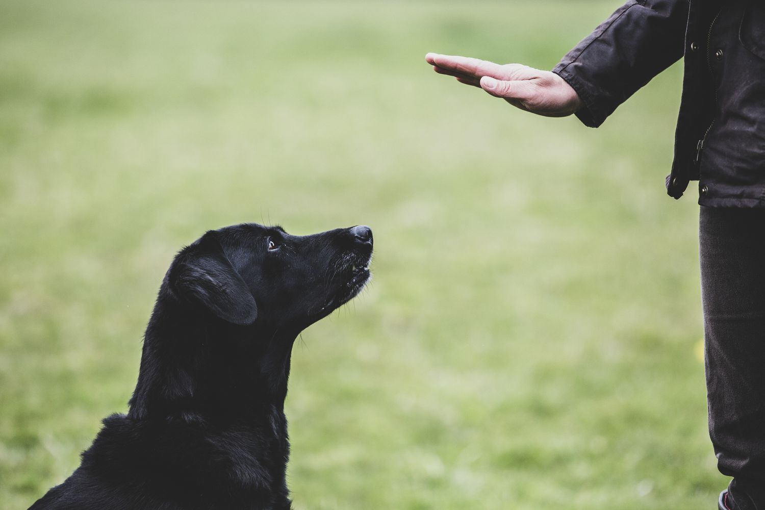 security dogs