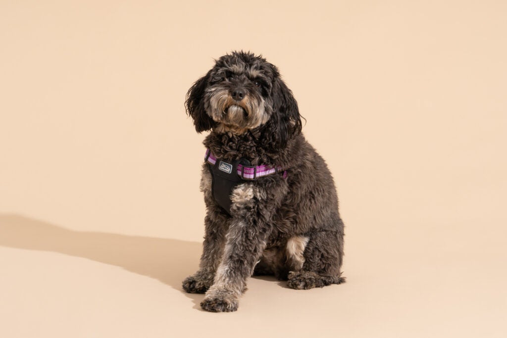 Dog Harness