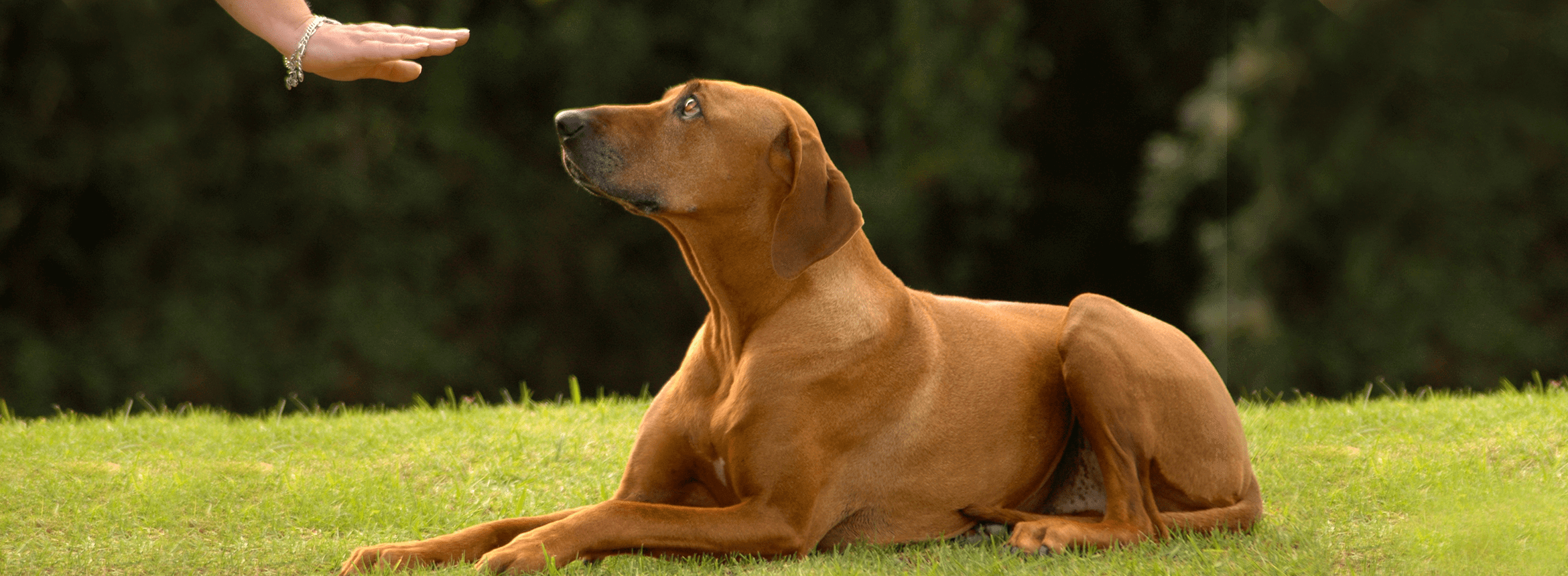 Dog Training Irvine