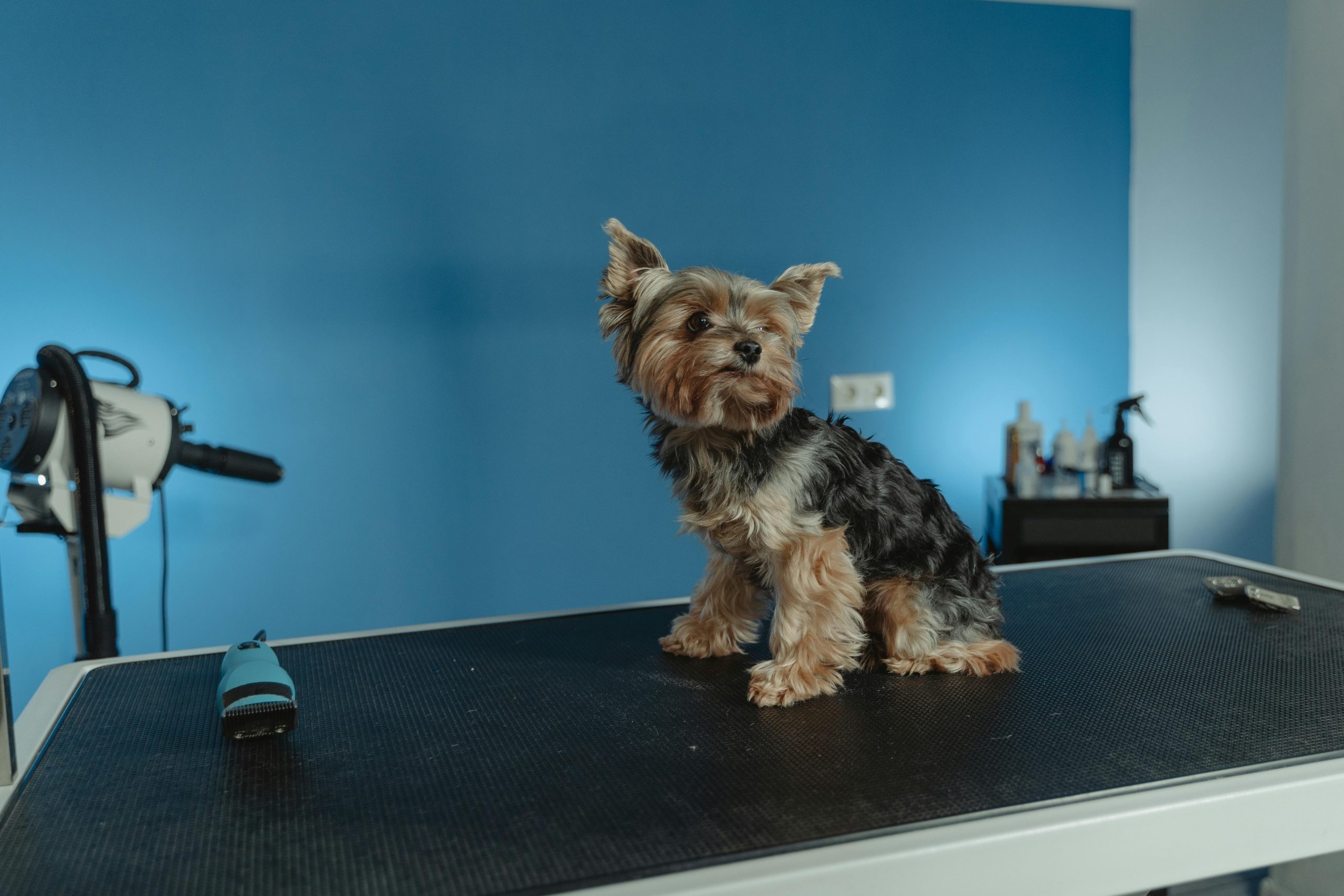 Mobile dog grooming