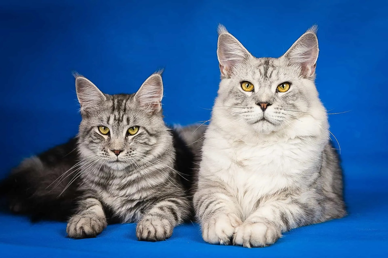 Maine Coon cats for sale near me