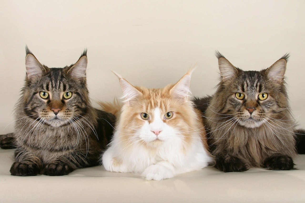 Maine Coon cats for sale near me