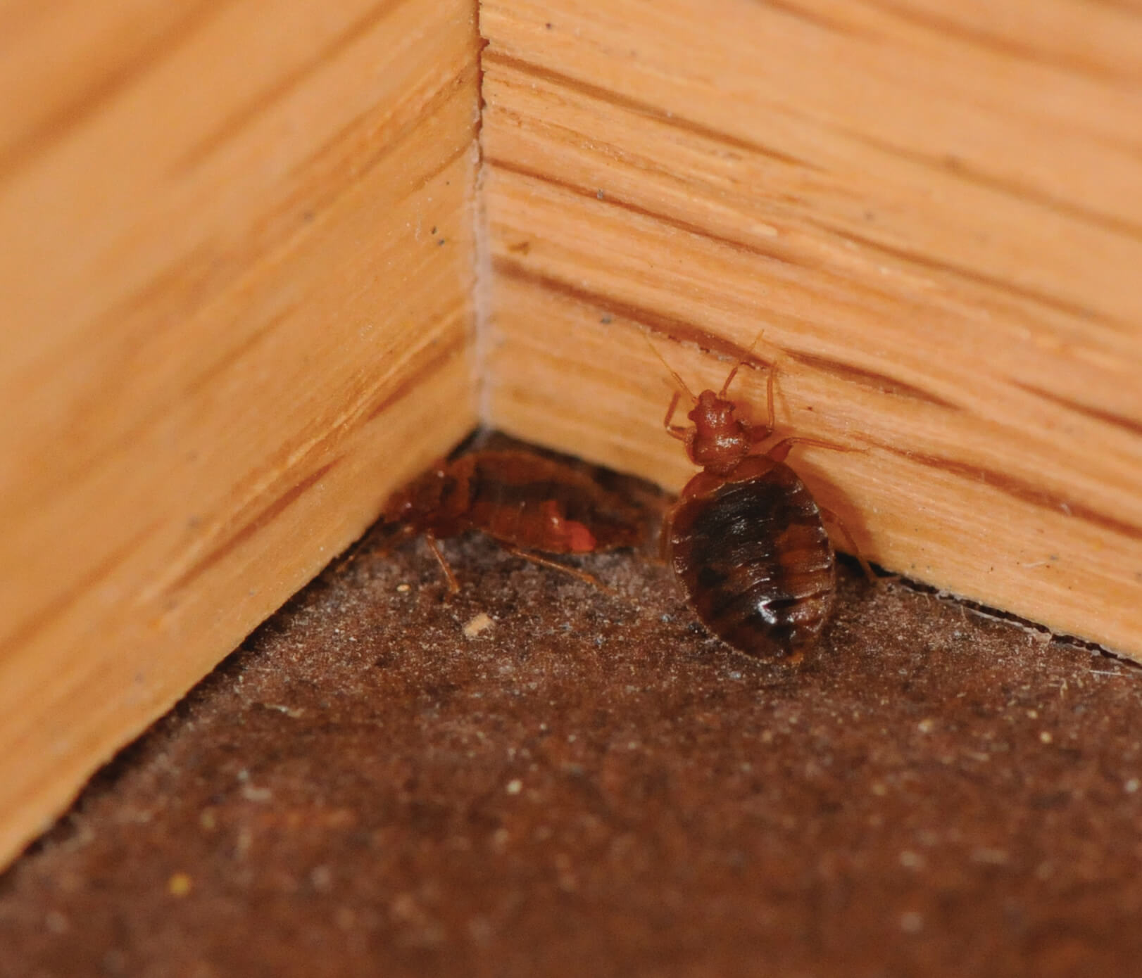 Affordable bed bug treatment
