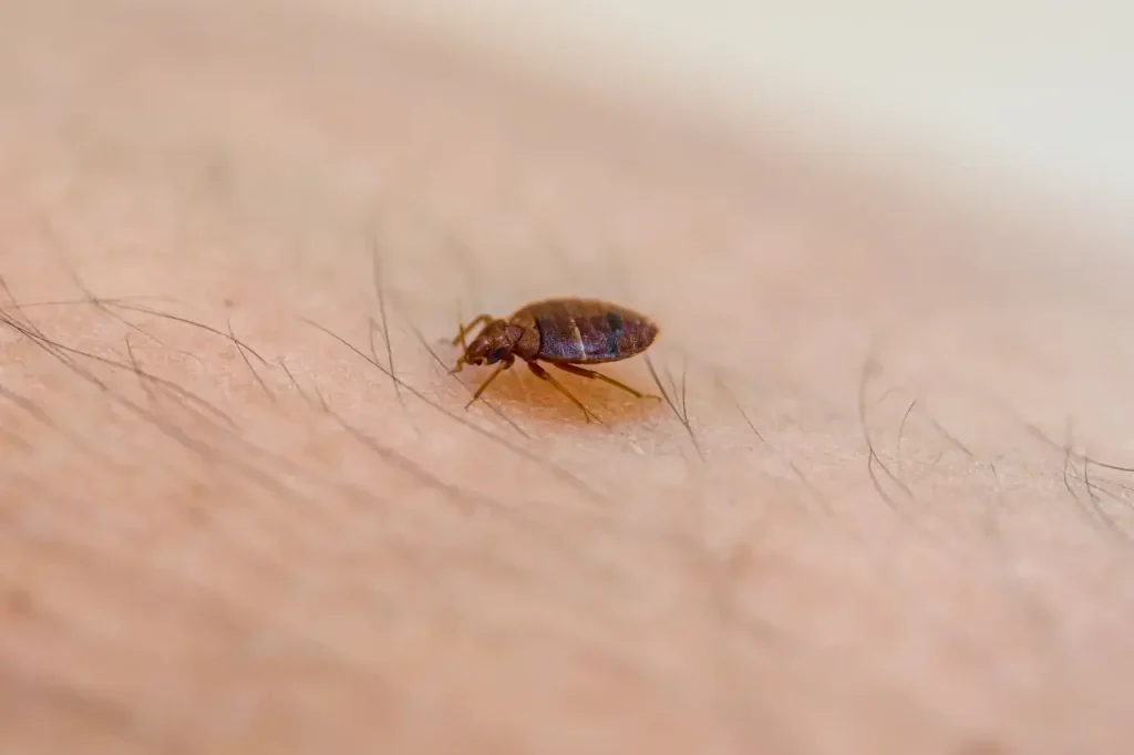 Affordable bed bug treatment