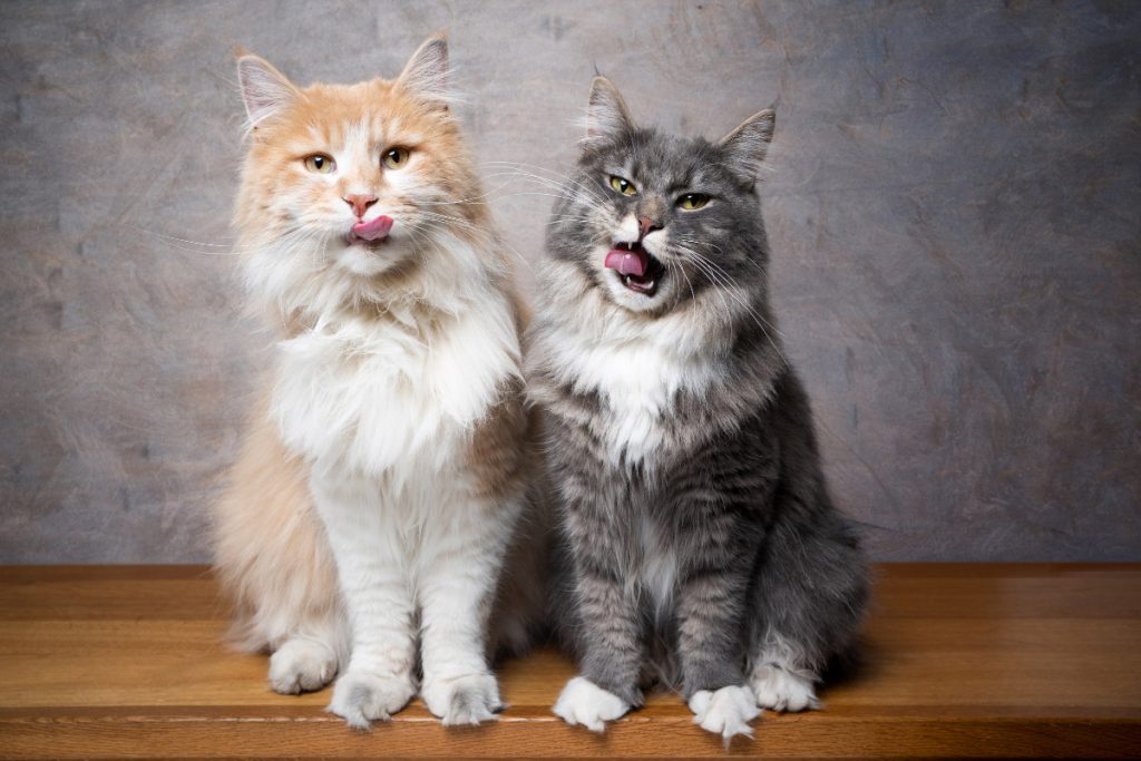 Maine Coon kittens for sale