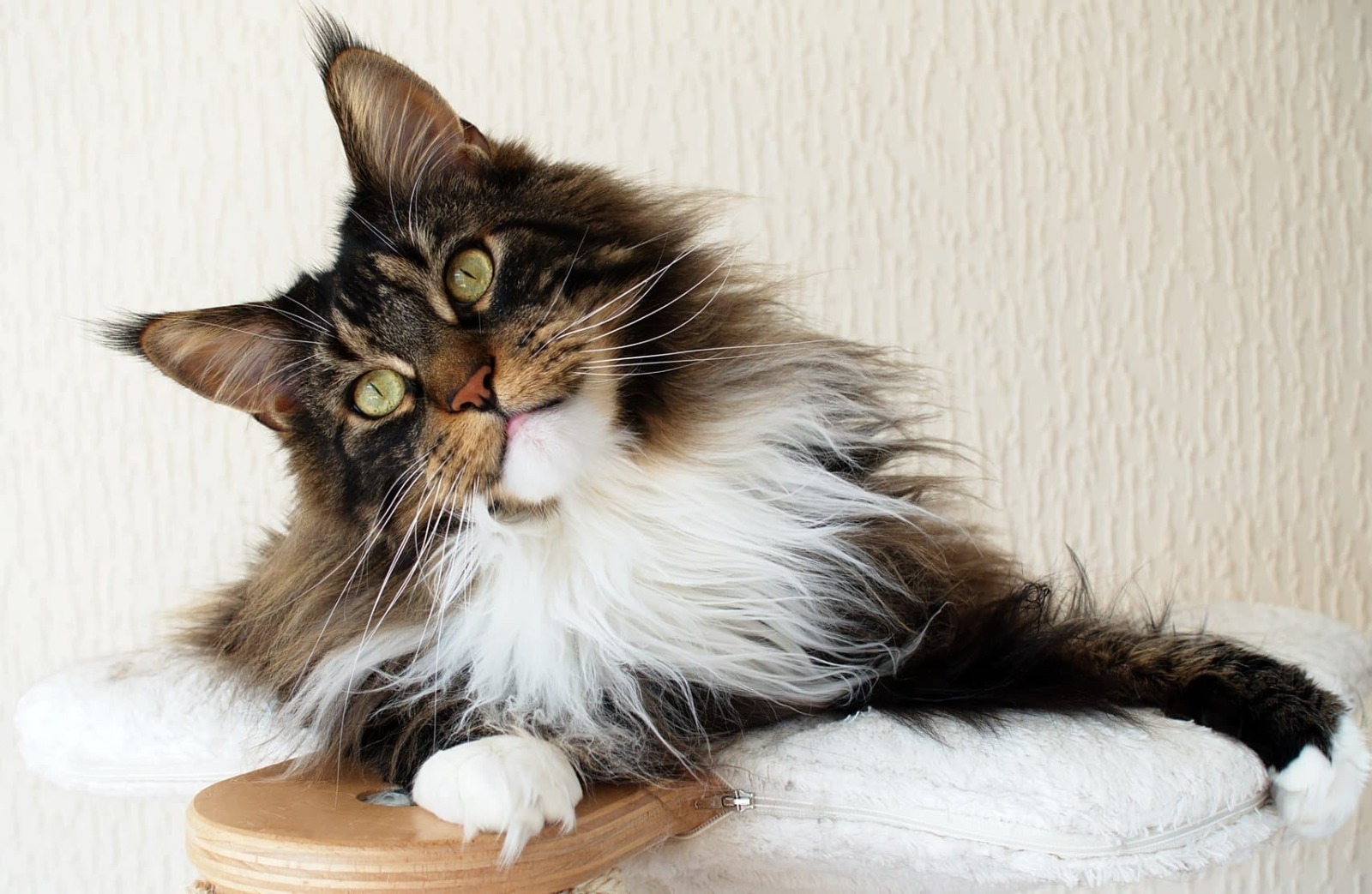 Maine Coon kittens for sale