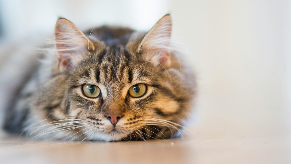 Maine Coon cats for sale near me
